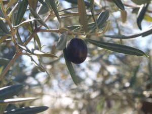 ACEIT (2) (1)