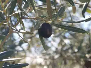 ACEIT (2) (1)