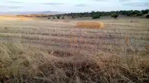 LA TRADICIÓN DEL CAMPO ESPAÑOL