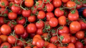 Productos agrícolas procedentes del Sáhara Occidental, etiquetados como marroquíes