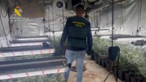 Detenidas 55 personas dedicadas al cultivo de cannabis