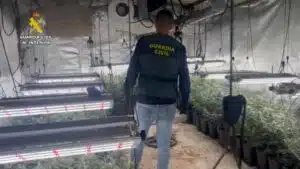 Detenidas 55 personas dedicadas al cultivo de cannabis