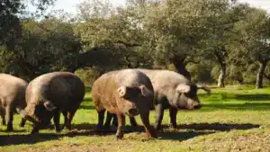 Día_del_pavo_2015-_Cerdo_ibérico_(16155401758)