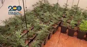 Cae una red que enviaba marihuana a través de empresas de paquetería