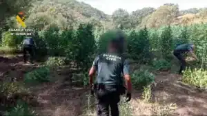 Desmantelada una plantación de marihuana en Cáceres con más de 1.500 plantas