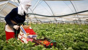 Sector-Agricola-Marruecos-768x437-1