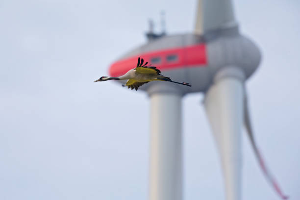 El lado oscuro de la transición energética: impacto en el ecosistema y la biodiversidad