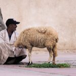 Pastor magrebí vendiendo oveja en  Marruecos