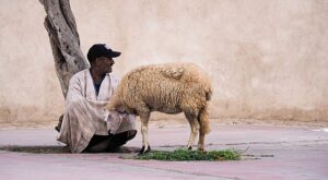 Pastor magrebí vendiendo oveja en  Marruecos