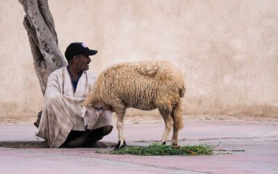Pastor magrebí vendiendo oveja en  Marruecos
