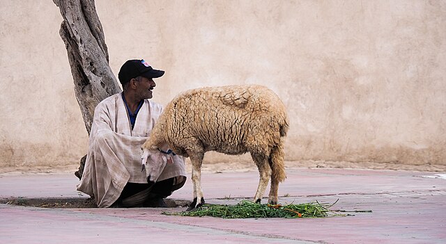 Pastor magrebí vendiendo oveja en  Marruecos