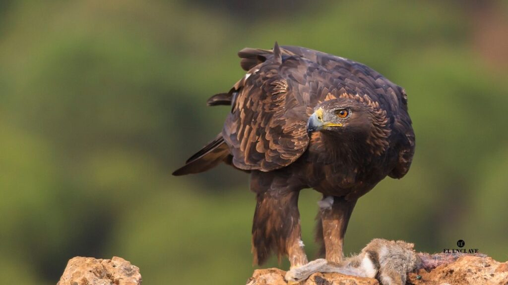Madrid, destino elegido por turistas y aficionados para la observación de 240 tipos de aves