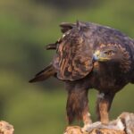 Madrid, destino elegido por turistas y aficionados para la observación de 240 tipos de aves