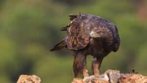 Madrid, destino elegido por turistas y aficionados para la observación de 240 tipos de aves