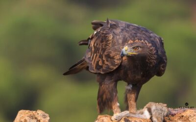 Madrid, destino elegido por turistas y aficionados para la observación de 240 tipos de aves