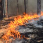 Crónica de los incendios en Guadalajara. Un nuevo drama para la naturaleza de nuestro país.