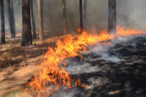 Crónica de los incendios en Guadalajara. Un nuevo drama para la naturaleza de nuestro país.