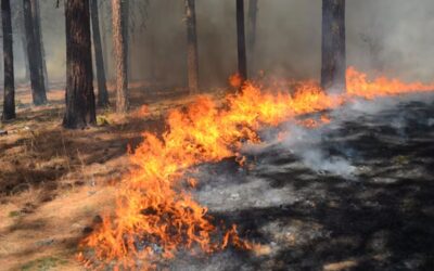 Crónica de los incendios en Guadalajara. Un nuevo drama para la naturaleza de nuestro país.
