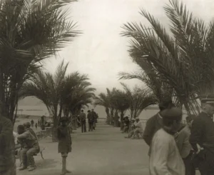 Algerie_philippeville_parc