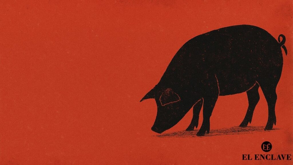 La peste porcina africana estalla en España décadas de descontrol y abandono pasan factura