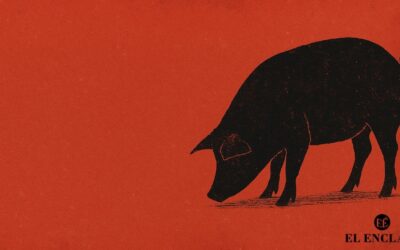 La peste porcina africana estalla en España décadas de descontrol y abandono pasan factura