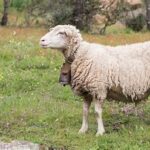 Mestas, la pequeña empresa soriana que reivindica la tradición lanera española