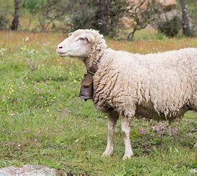 Mestas, la pequeña empresa soriana que reivindica la tradición lanera española